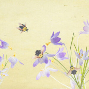 Bees with Crocuses
